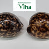 Tiger Cowrie/Shells, two glossy brown and beige spotted cowrie shells with smooth curved surfaces displayed side by side
