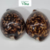 Tiger Cowrie/Shells, two glossy, dark-spotted brown cowrie shells rest side by side on white surface