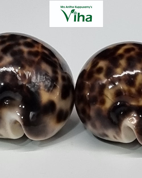 Tiger Cowrie/Shells, two glossy, rounded brown and cream spotted cowrie shells resting on a white surface