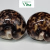 Tiger Cowrie/Shells, two glossy, rounded brown and cream spotted cowrie shells resting on a white surface