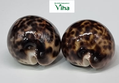 Tiger Cowrie/Shells