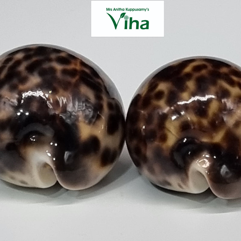 Tiger Cowrie/Shells, two glossy, rounded brown and cream spotted cowrie shells resting on a white surface
