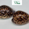 Tiger Cowrie/Shells, two glossy, oval, brown-and-black spotted cowrie shells resting on a plain white surface