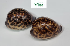 Tiger Cowrie/Shells