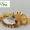 Ganesha Pooja Shell, an oblong, ridged conch shell with brown and white patterns, featuring a fluted rim and an oval opening, resting on a white surface
