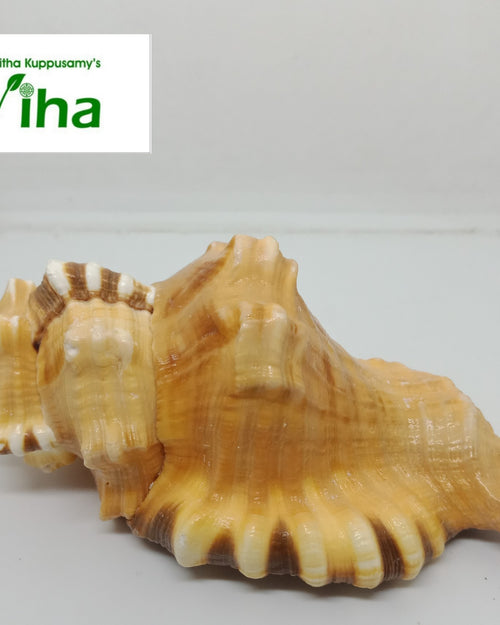 Ganesha Pooja Shell, a brown and white striped seashell with a glossy, textured surface resting horizontally on a light grey surface