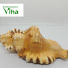 Ganesha Pooja Shell, a brown and white striped seashell with a glossy, textured surface resting horizontally on a light grey surface
