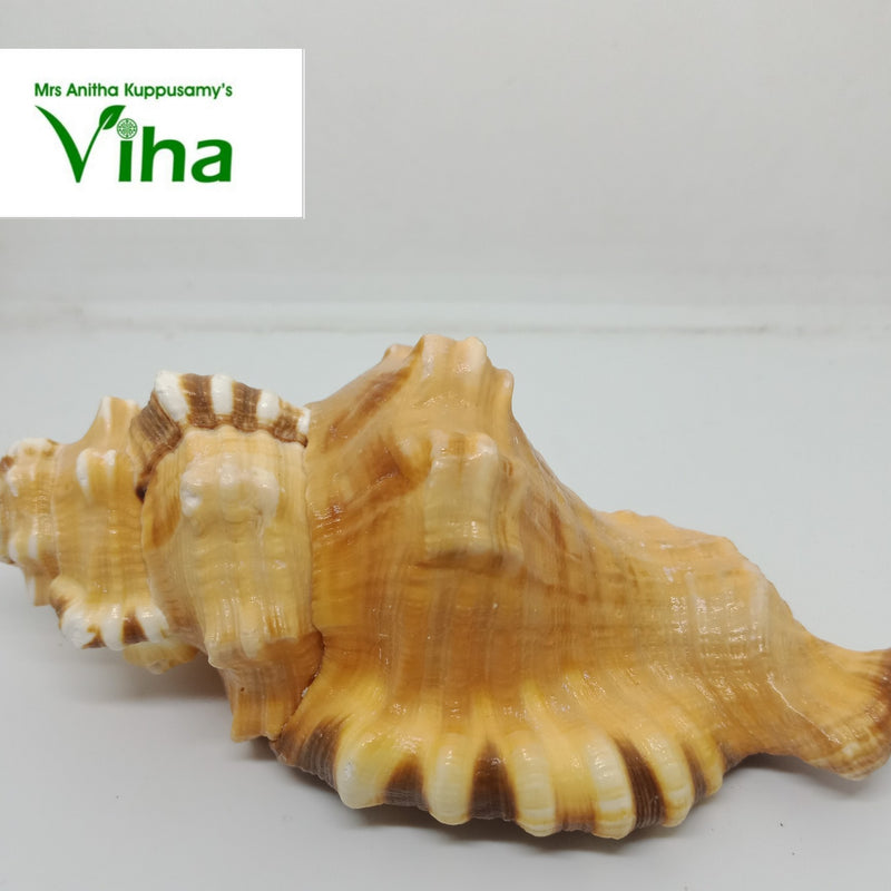 Ganesha Pooja Shell, a brown and white striped seashell with a glossy, textured surface resting horizontally on a light grey surface