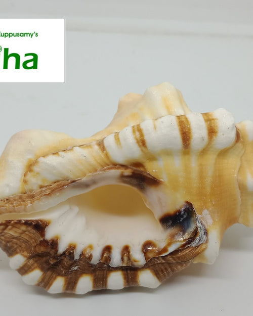 Ganesha Pooja Shell, a ribbed white and tan conch shell with brown stripes and a flared opening