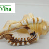 Ganesha Pooja Shell, a ribbed white and tan conch shell with brown stripes and a flared opening