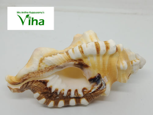 Ganesha Pooja Shell | Shankh | Conch - 4