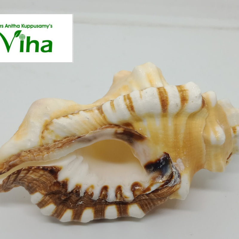 Ganesha Pooja Shell, a ribbed white and tan conch shell with brown stripes and a flared opening