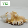 Ganesha Pooja Shell, a white and brown sea shell featuring a glossy surface, ridged patterns, and a bumpy texture rests horizontally on a flat surface