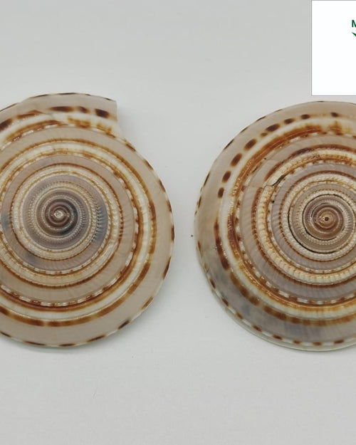Vishnu Chakra Shell, two spiral seashells featuring brown and cream banded patterns