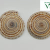 Vishnu Chakra Shell, two spiral seashells featuring brown and cream banded patterns