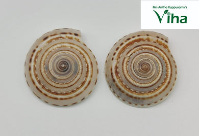 Vishnu Chakra Conch Shell (Sudarsana Conch)