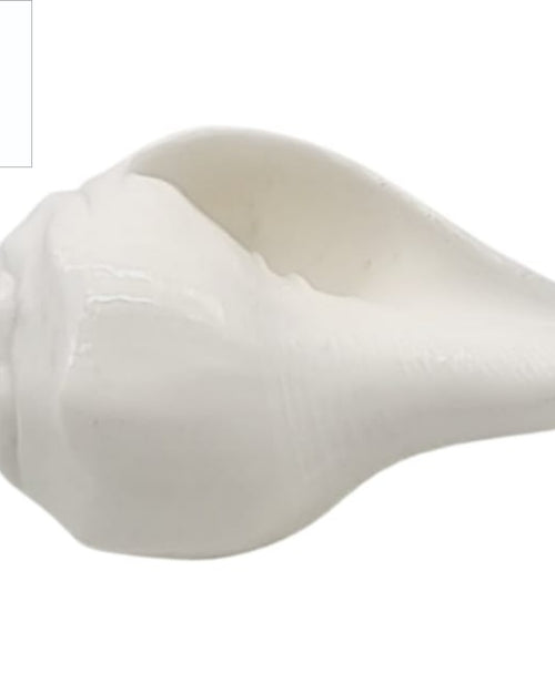 Pal Sangu, one white glossy conch shell with a pointed spire and elongated opening resting on a white background