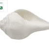 Pal Sangu, one white glossy conch shell with a pointed spire and elongated opening resting on a white background
