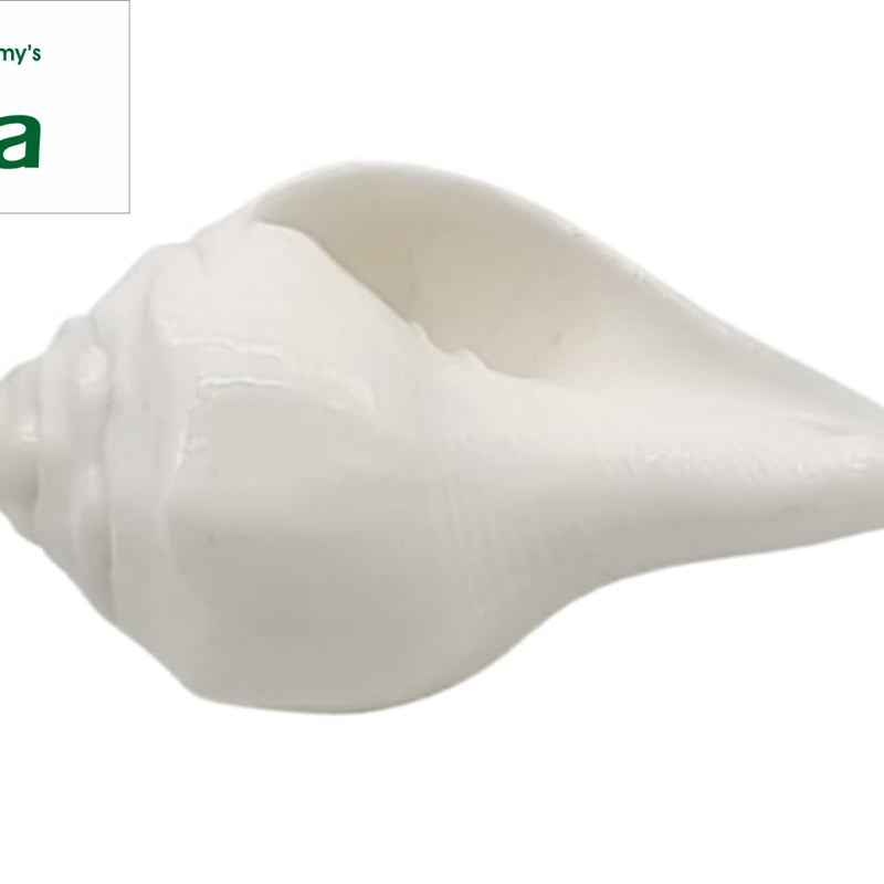 Pal Sangu, one white glossy conch shell with a pointed spire and elongated opening resting on a white background