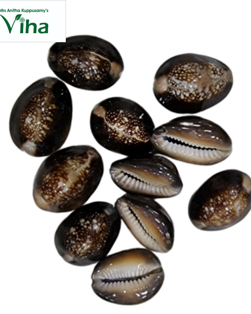 Black Cowrie for Pooja, ten glossy brown and white patterned cowrie shells scattered on a white background