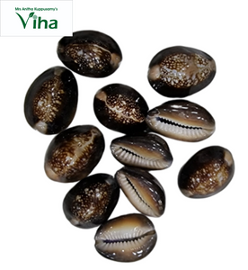 Black Cowrie for Pooja