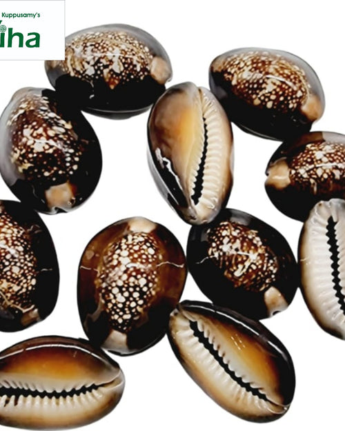 Raja Cowrie, ten glossy cowrie shells feature dark brown and white speckled patterns on their rounded backs and serrated openings on their underbellies