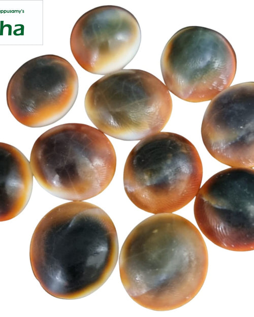 Gomathi Chakra (spiral shell) Special, a set of 11