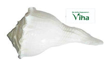 Conch for Pooja | Sankh 4" to 4.5"inches