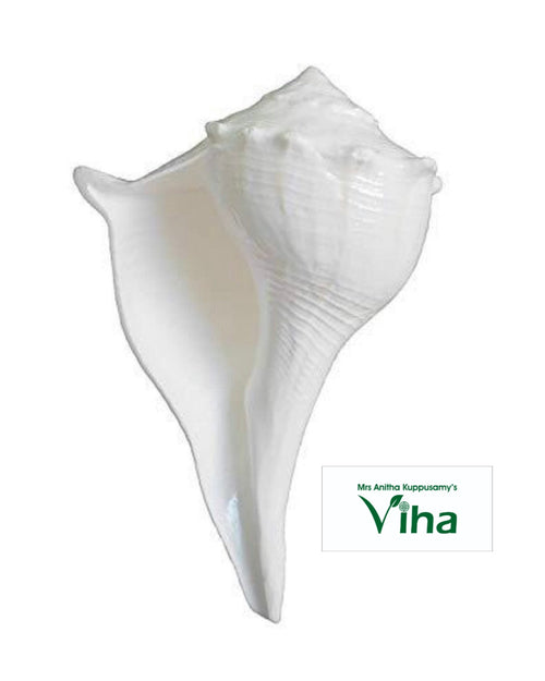 Conch for Pooja (Sankh), white conch shell with smooth, glossy surface