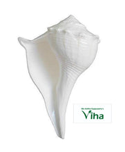 Conch for Pooja | Sankh 4" to 4.5"inches