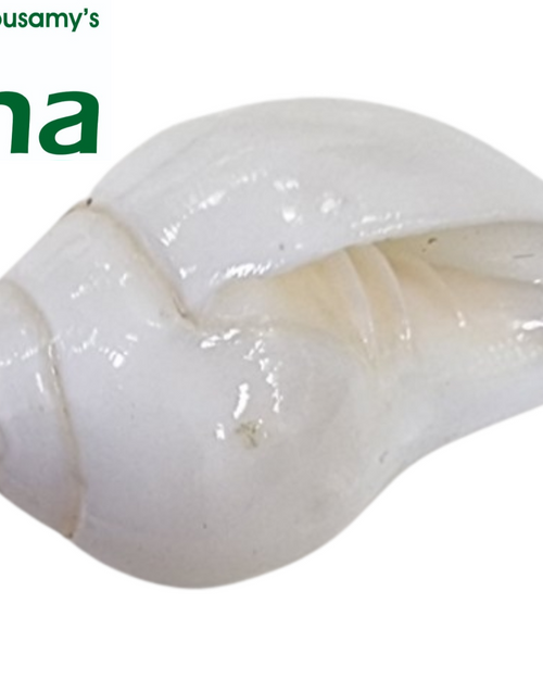 Conch for Pooja, a glossy white conch shell with a pointed apex and an elongated aperture featuring six transverse ridges