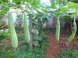Peerkkangaai Vidhaigal / Ridge Gourd Seeds
