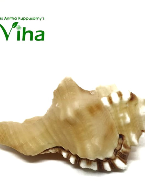 Ganesha Pooja Shell, a textured seashell with brown, beige, and white patterned ridges, featuring one prominent pointed peak and a smooth, tapered siphon canal