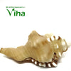 Ganesha Pooja Shell, a textured seashell with brown, beige, and white patterned ridges, featuring one prominent pointed peak and a smooth, tapered siphon canal