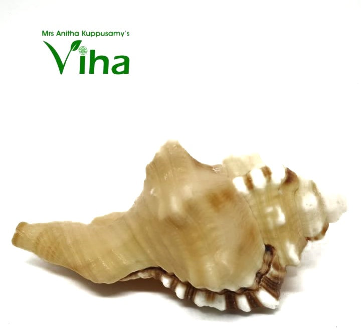 Ganesha Pooja Shell, a textured seashell with brown, beige, and white patterned ridges, featuring one prominent pointed peak and a smooth, tapered siphon canal
