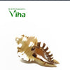 Ganesha Pooja Shell, an angled brown and white striped spiky seashells on white surface