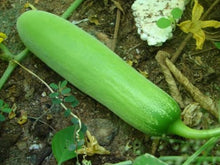 Naattu Vellarikai Seeds / Country Cucumber Seeds / Vellari Pinju Seeds