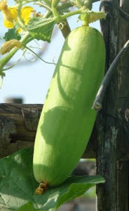 Naattu Vellarikai Seeds / Country Cucumber Seeds / Vellari Pinju Seeds
