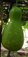 Kumbha Suraikkai Gourd Seeds / கும்ப சுரைக்காய் விதைகள்