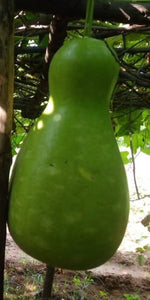 Kumbha Suraikkai Gourd Seeds / கும்ப சுரைக்காய் விதைகள்