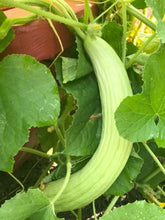 Long Cucumber Seeds / Neela Vellarikkaai Vidhaigal