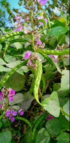 Kodi Avarai Seeds