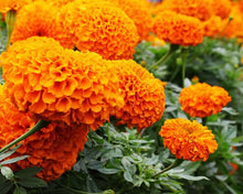 Orange Marigold Flower Seeds ( Multi Petals) /Orange Adukku Samanthi Poo Vidhaigal