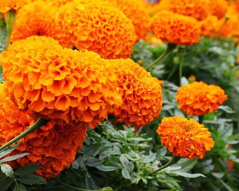 samanthi flower seeds Orange Marigold Flower Seeds ( Multi Petals) /Orange Adukku Samanthi P –  Viha Online