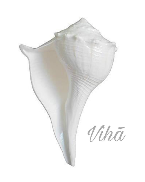 Valampuri Shankh Medium, a white conch shell with ridged surface details and a pointed apex