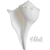 Valampuri Shankh Medium, a white conch shell with ridged surface details and a pointed apex