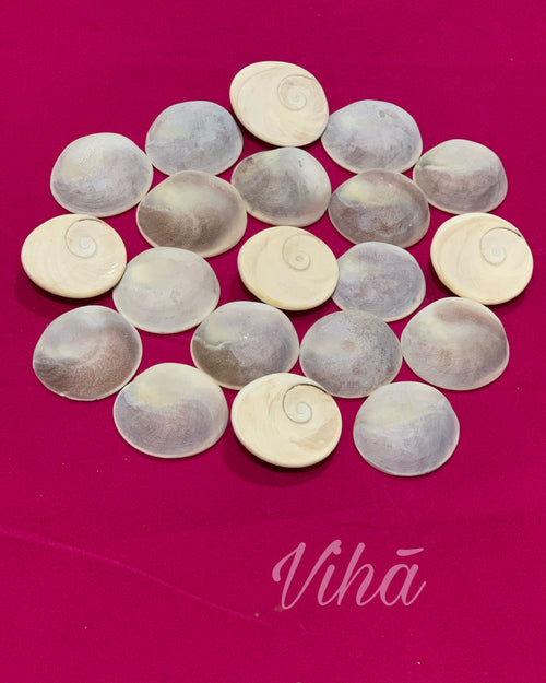 Raja Gomathi Chakra - 1 pc, twenty rounded white and grey shells featuring spiral patterns arranged on a pink surface