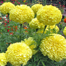 Yellow Marigold Flower Seeds (Multi Petals) / Manjal Adukku Samanthi Poo Vidhaigal