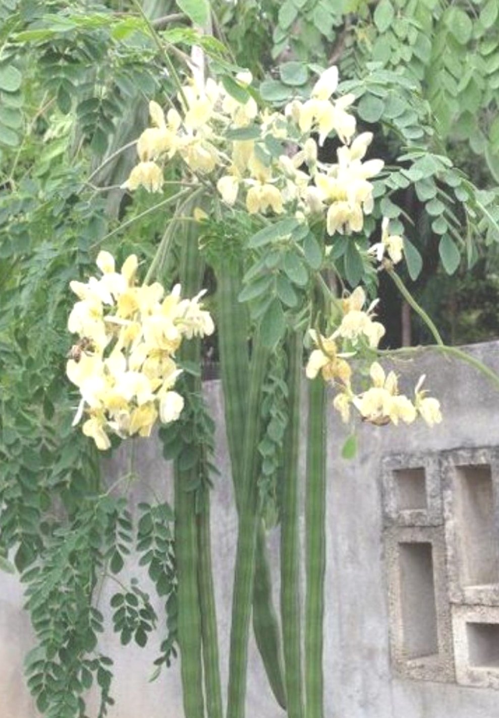 Chedi Murungai Plant Seeds / Chedi Drumstick Seeds /Chedi Murungai Vidhaigal