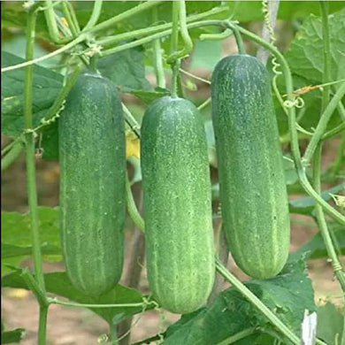 Salad Cucumber Seeds / Salad Vellarikkaai Vidgaigal